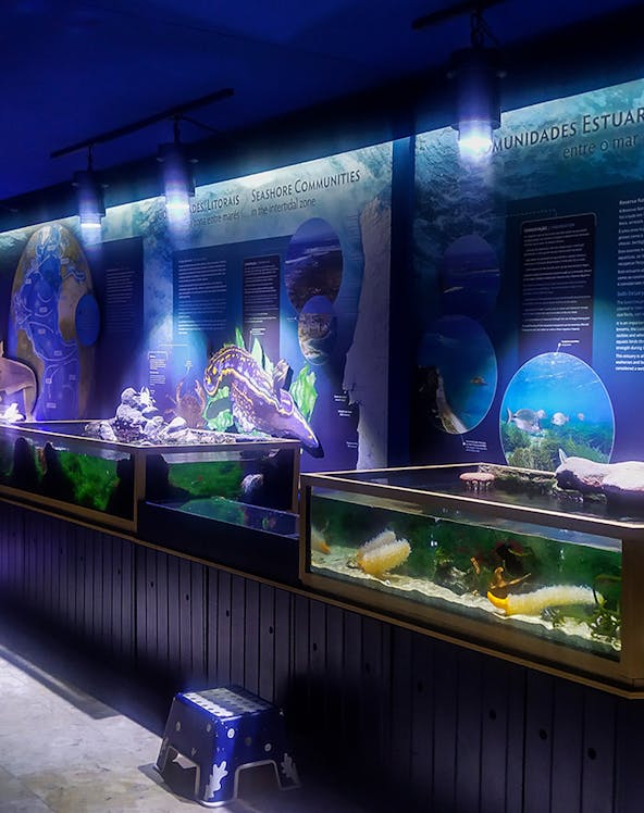 Aquarium exhibits at Vasco da Gama Aquarium showcasing marine life and seashore communities.