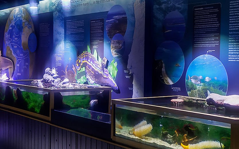 Aquarium exhibits at Vasco da Gama Aquarium showcasing marine life and seashore communities.