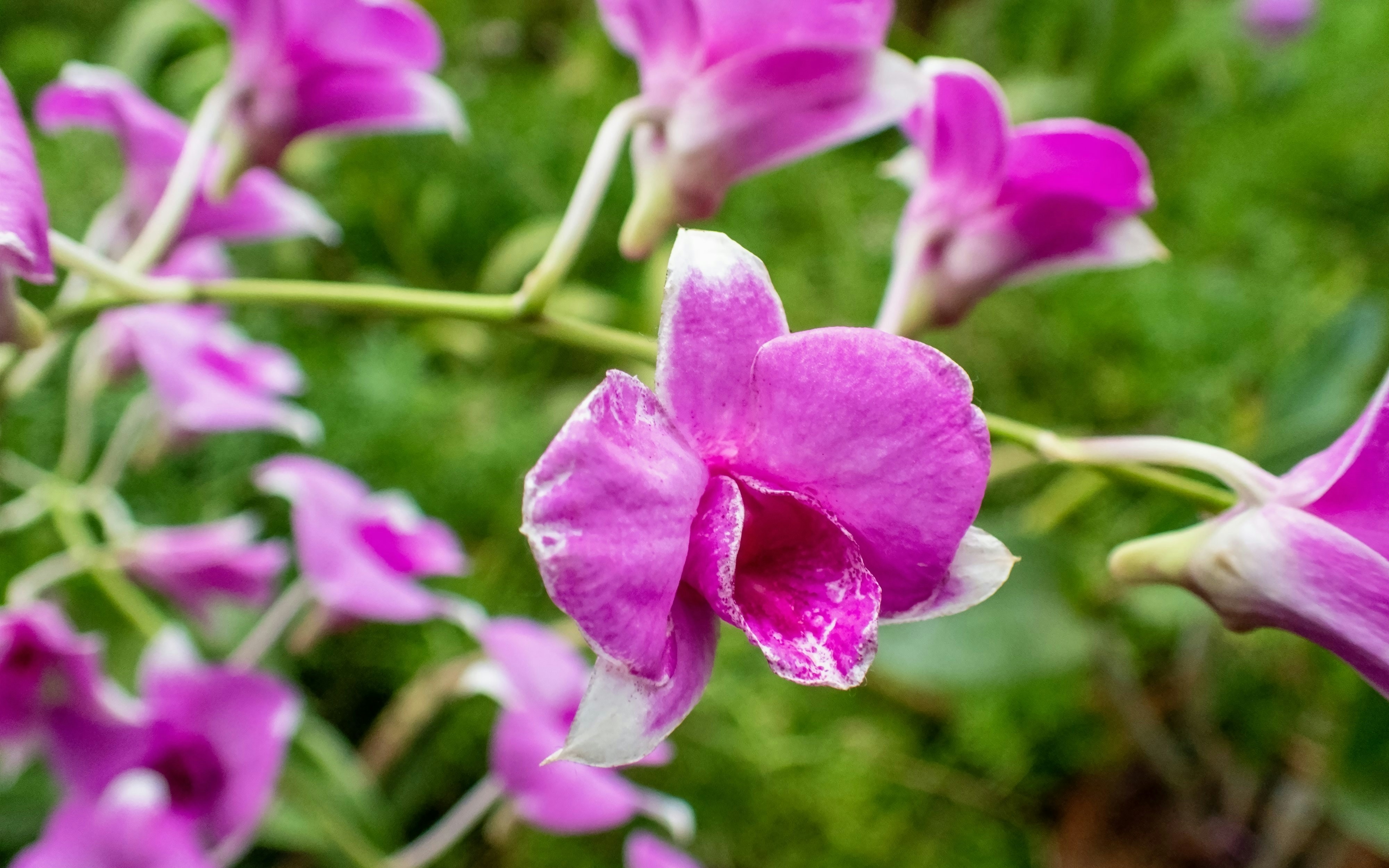 Pink orchids in bloom at Orchid House, Palmitos Park.