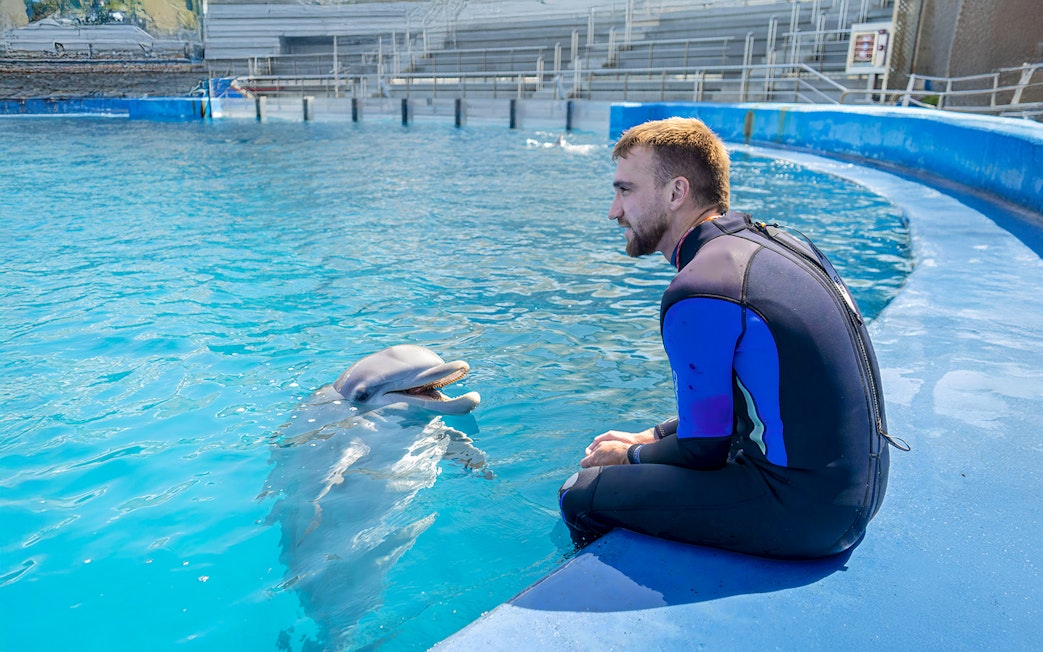 Dolphin interacting with trainer at Oceanographic Valencia show.