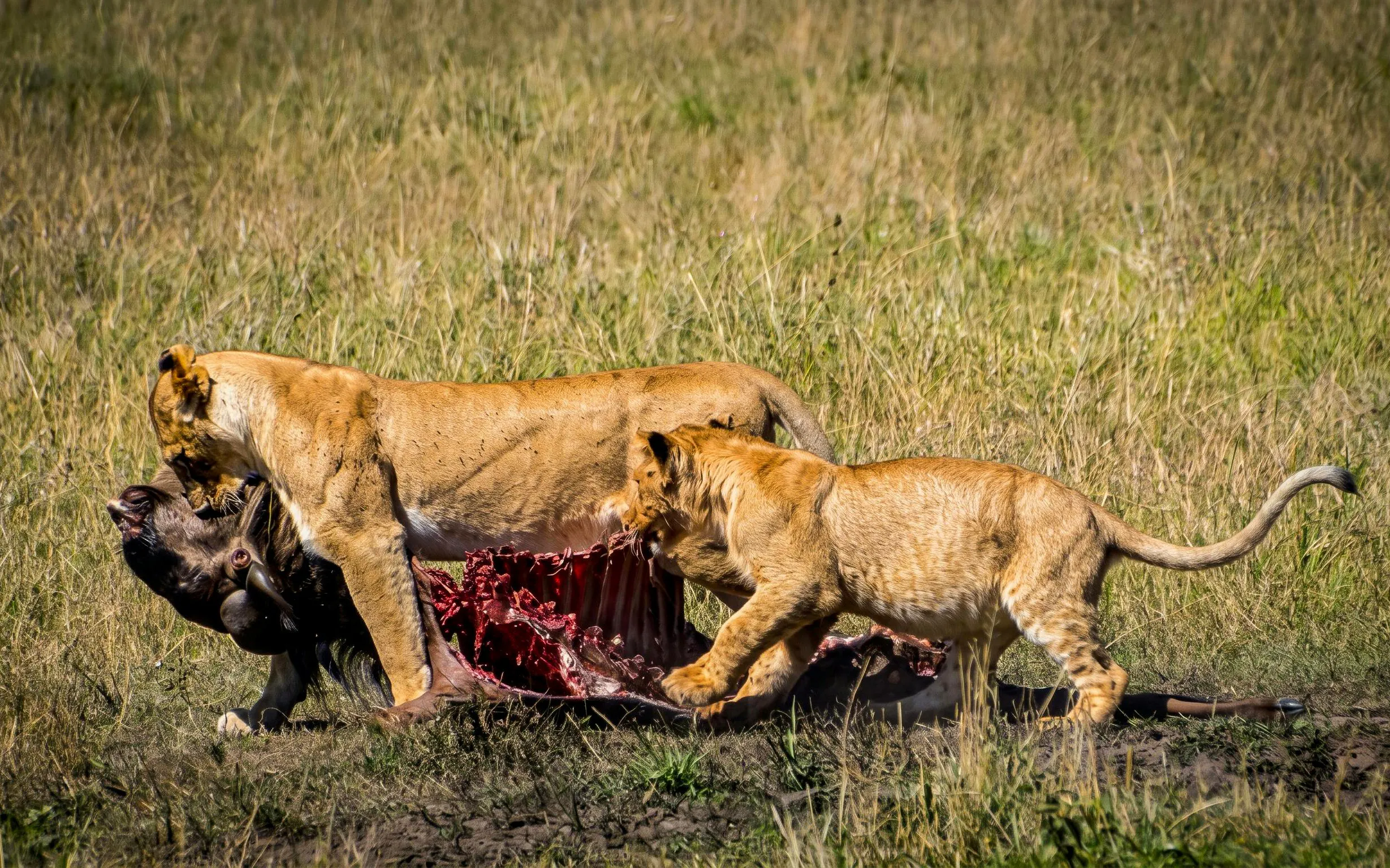 Lions feeding on prey in Masai Mara during a safari.