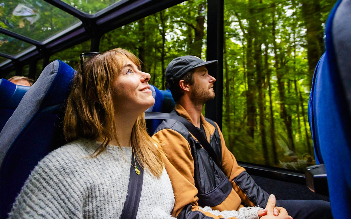 Travelers enjoying forest views through glass roofed coach, Milford Sound.