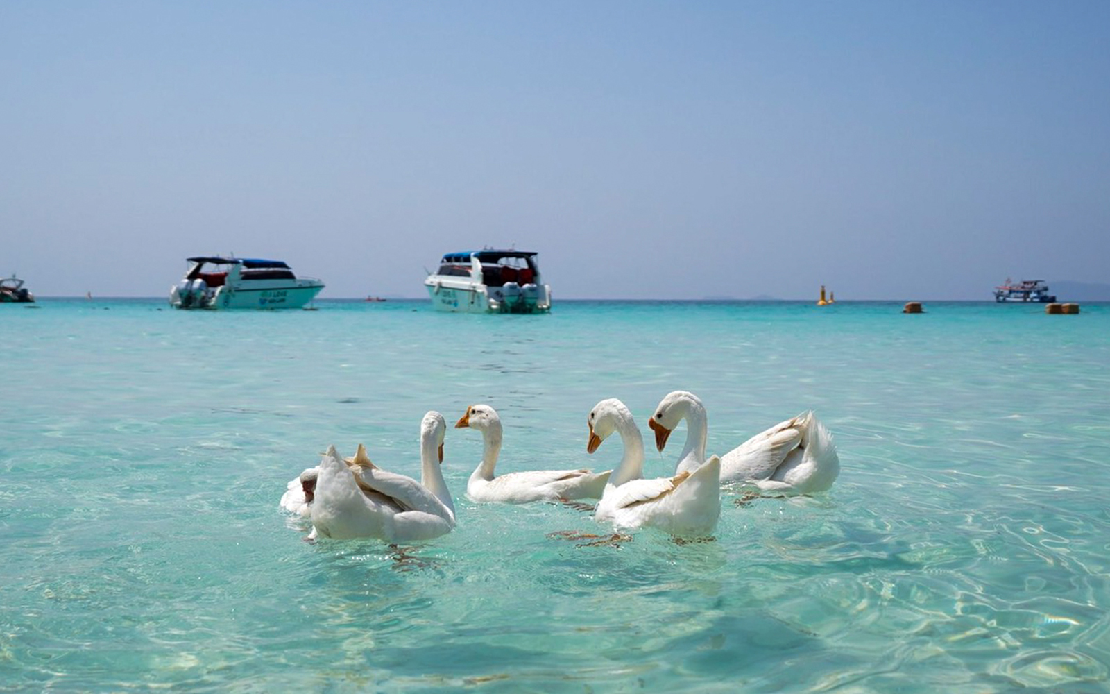 Geese swimming in clear Pattaya Island waters with boats in the background.
