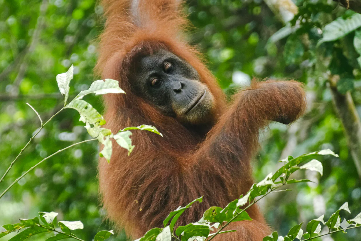 parc național gunung leuser: excursie de 2 zile pentru observarea urangutanilor, cu tabără în junglă și plimbare cu camera de aer pe râu-1