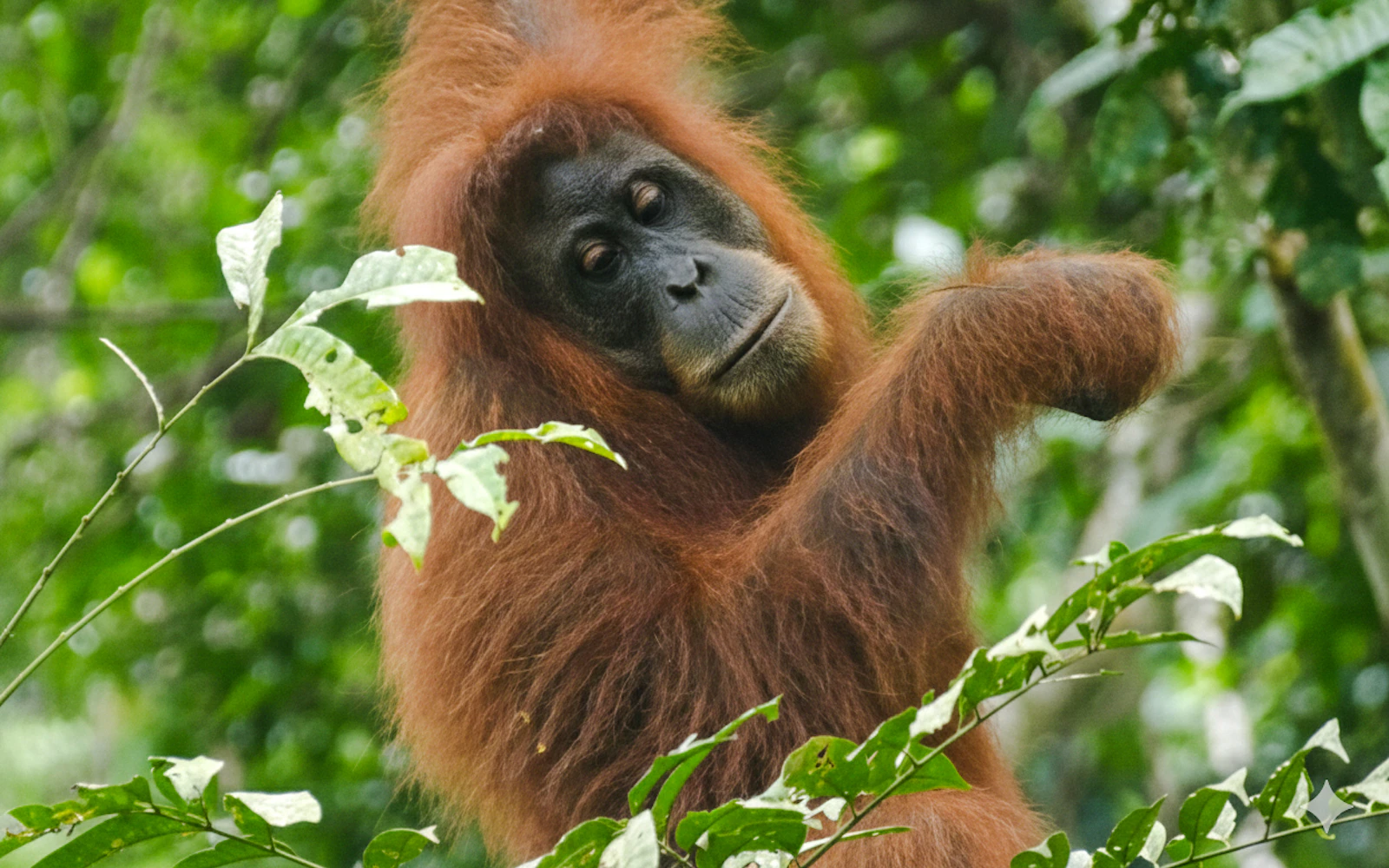 Gunung Leuser National Park 2-Day Orangutan Trek with Jungle Camp and River Tubing