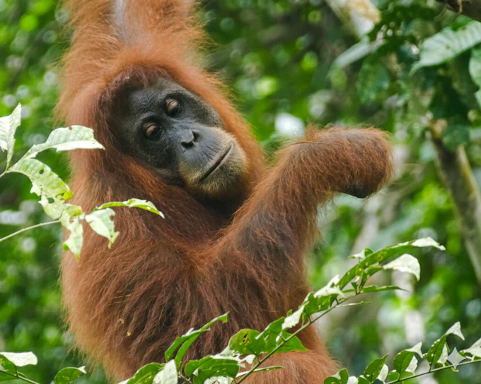 Gunung Leuser National Park 2-Day Orangutan Trek with Jungle Camp and River Tubing