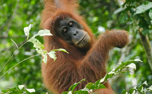 parc național gunung leuser: excursie de 2 zile pentru observarea urangutanilor, cu tabără în junglă și plimbare cu camera de aer pe râu-1