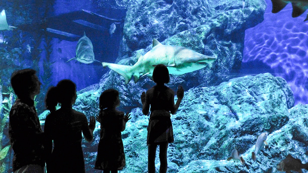Tourists observing a shark at the Seville Aquarium, a popular attraction included in the Seville city tour