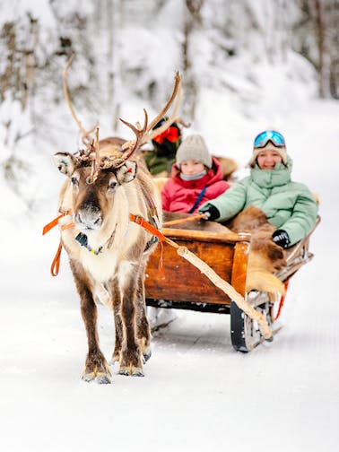 Dog sledding experiences