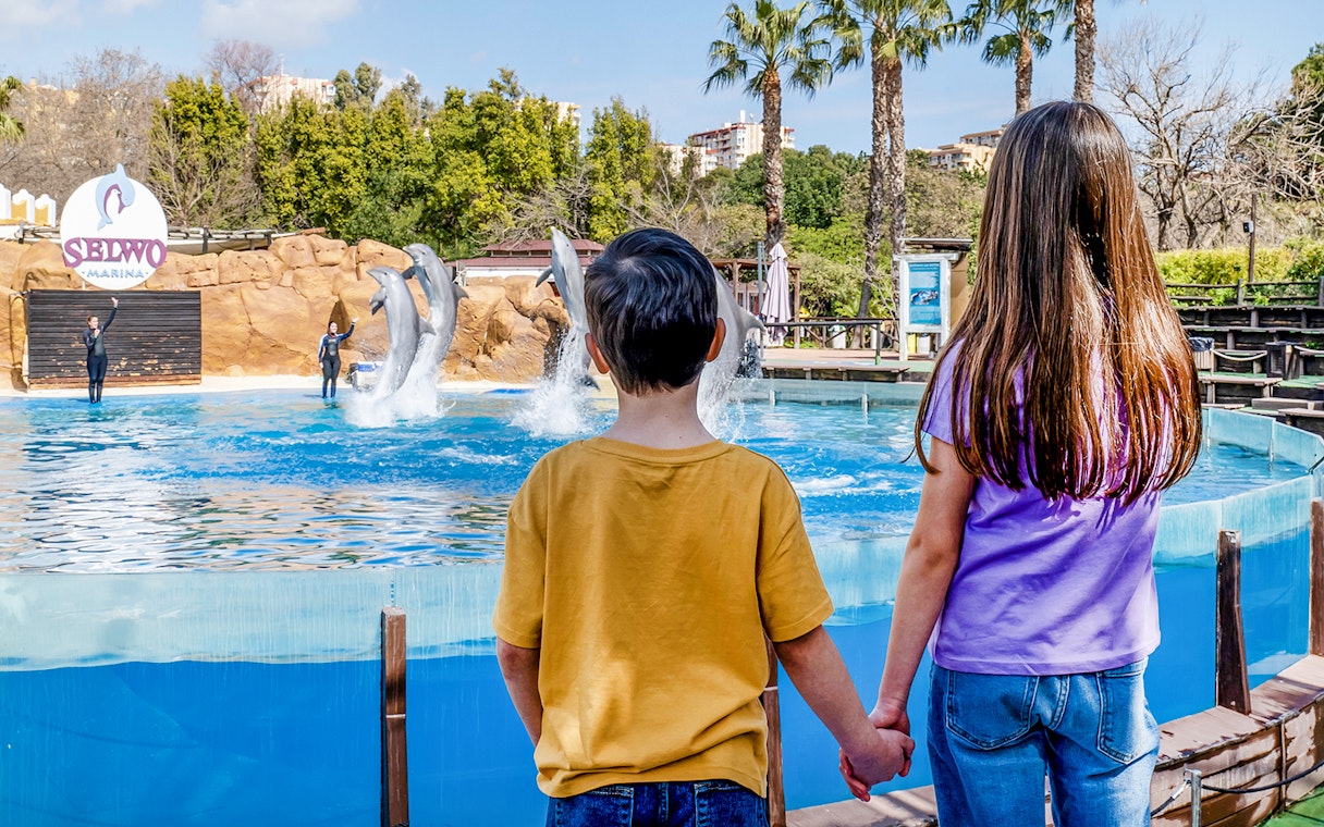 Dolphins leaping in a pool at Selwo Marina with children watching.