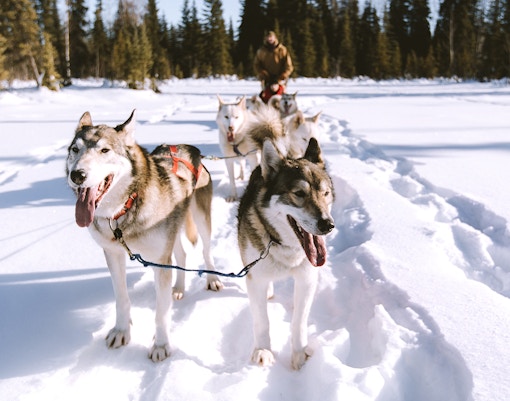 Husky sled team on snowy trail in Rovaniemi forest.