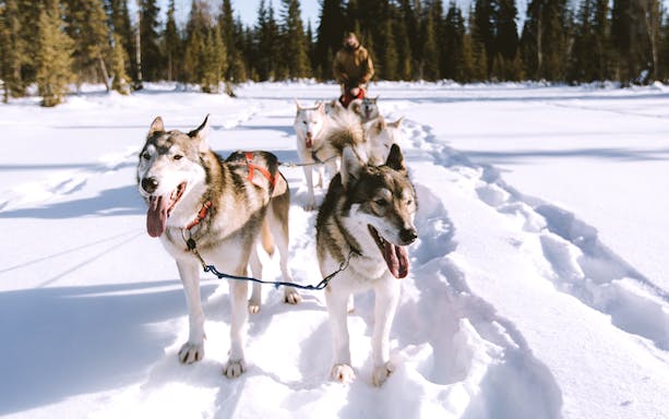 Husky sledding through snowy forest near Rovaniemi, Finland.
