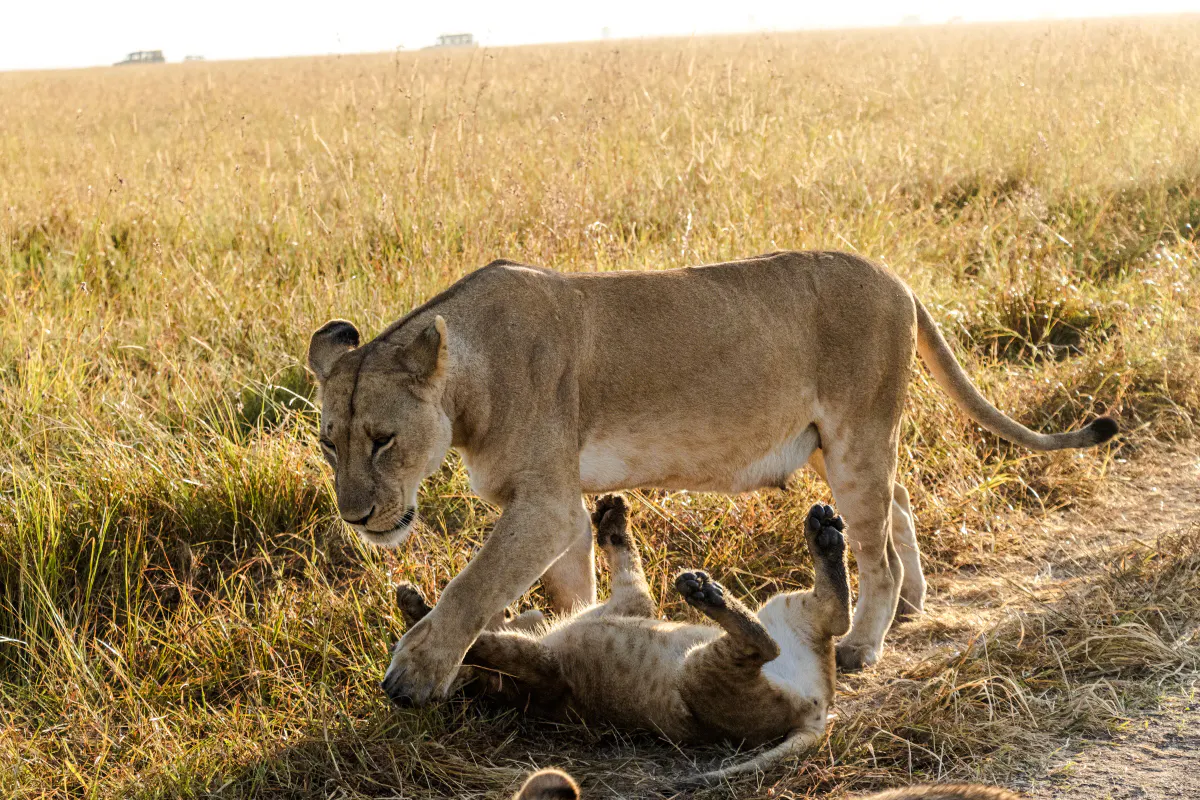 Lioness and cub playing in Nairobi grasslands during city tour.