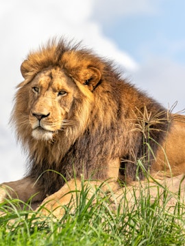 Lion resting on grass at Sydney Zoo.