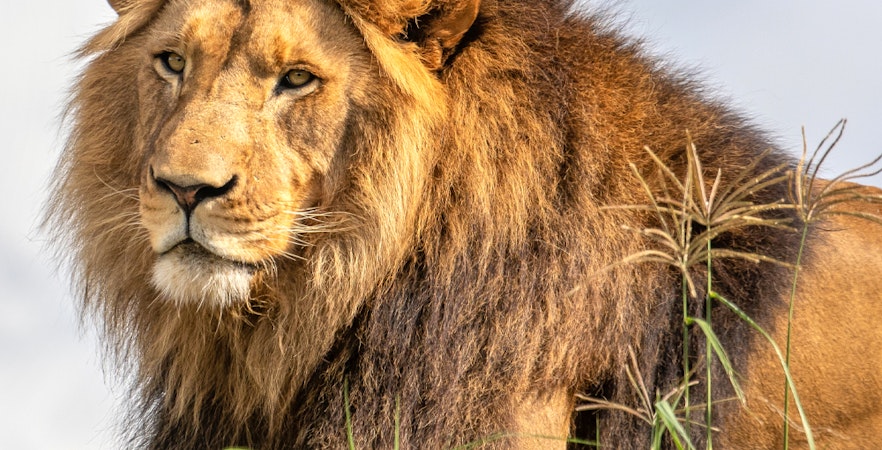 Biglietti per lo Zoo di Sydney