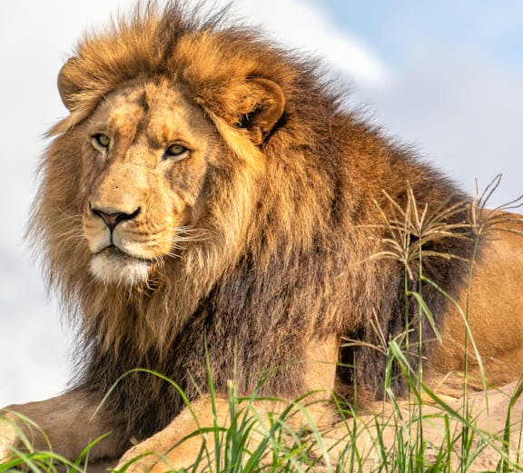 Lion resting on grass at Sydney Zoo.