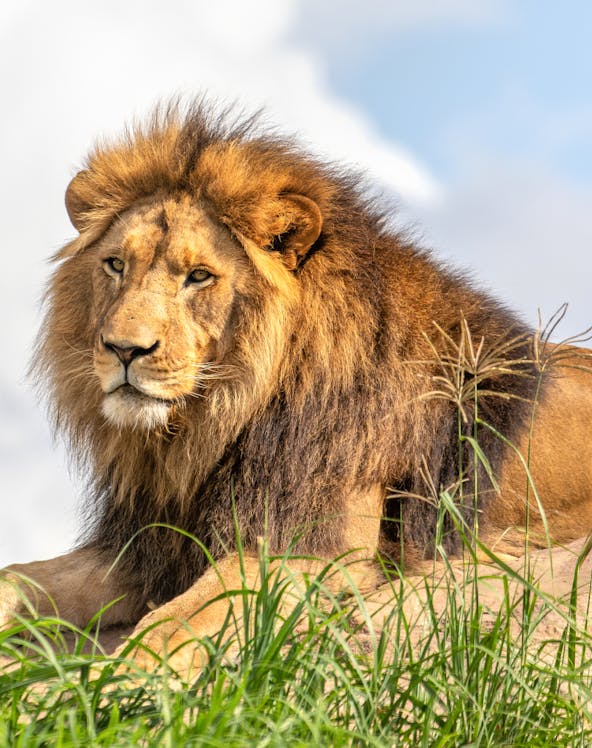 Lion resting on grass at Sydney Zoo.
