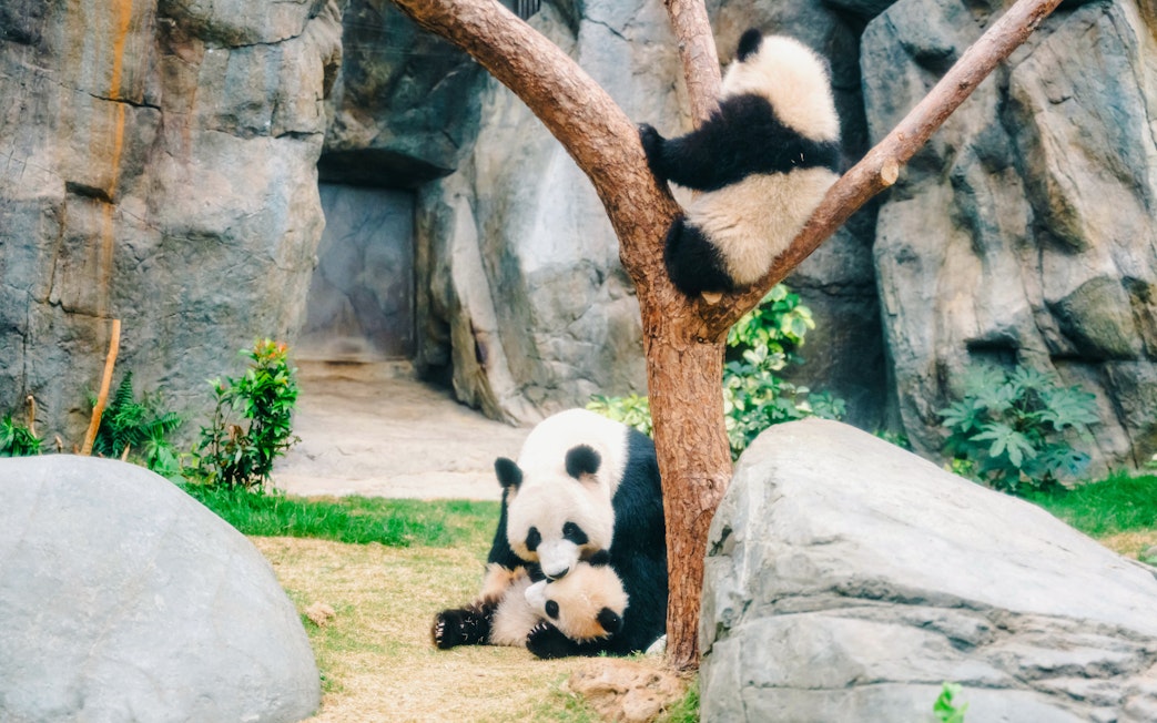 Pandas playing near a tree at Ocean Park, Hong Kong.