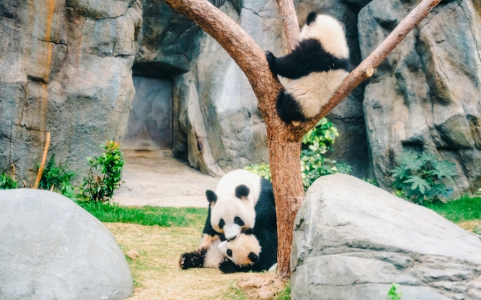 Pandas playing near a tree at Ocean Park, Hong Kong.