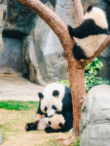 Pandas playing near a tree at Ocean Park, Hong Kong.