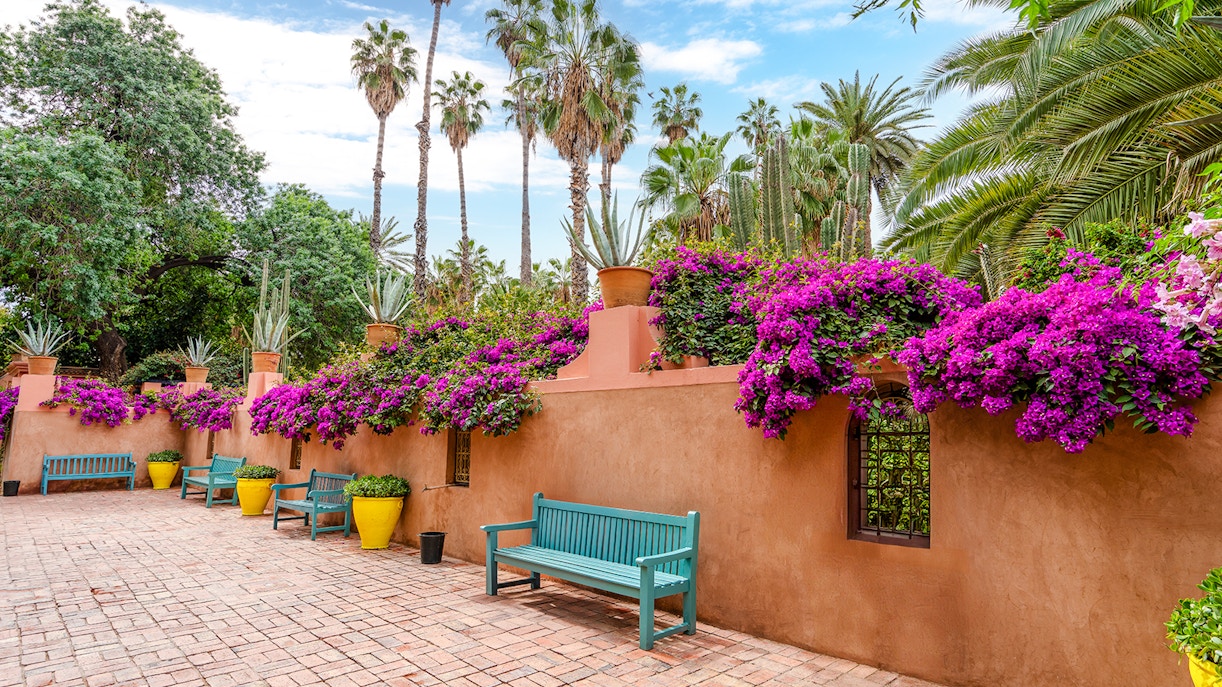 Jardin Majorelle courtyard with vibrant bougainvillea, palm trees, and colorful benches.