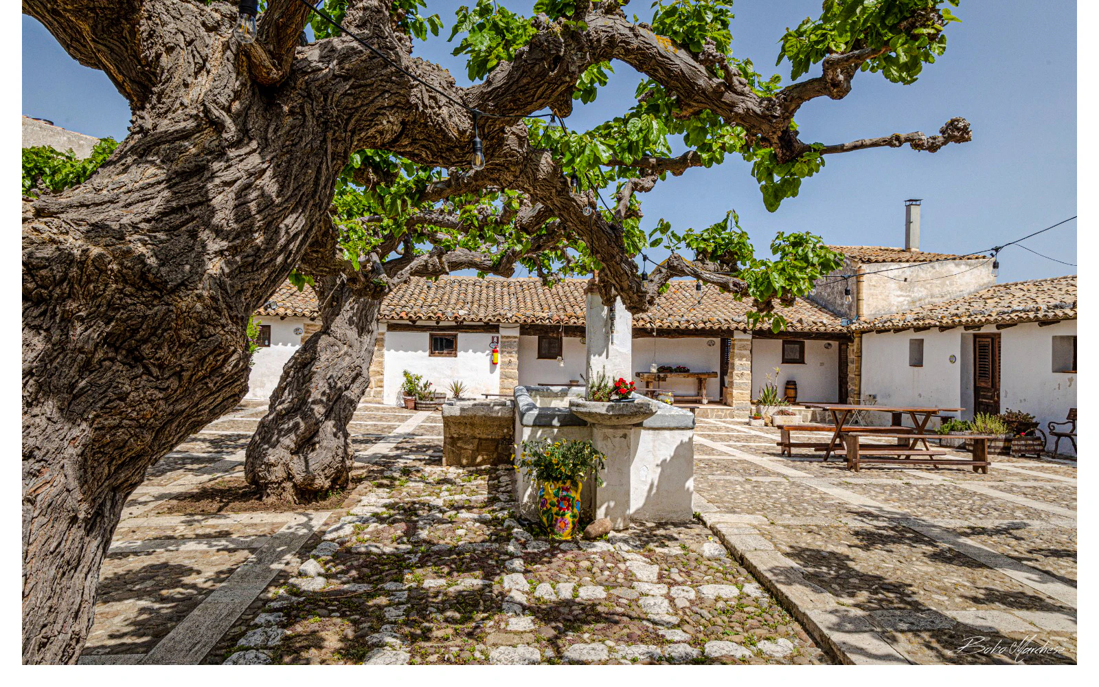Alcamo: Chiarelli Rossotti Organic Winery Tour with Wine Tasting & Sicilian Food Pairing Image 5