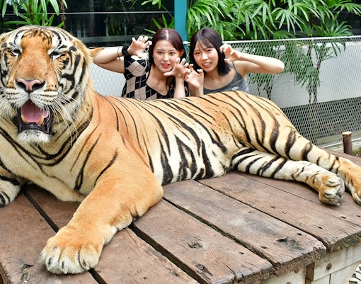 Tiger Park Phuket Tickets