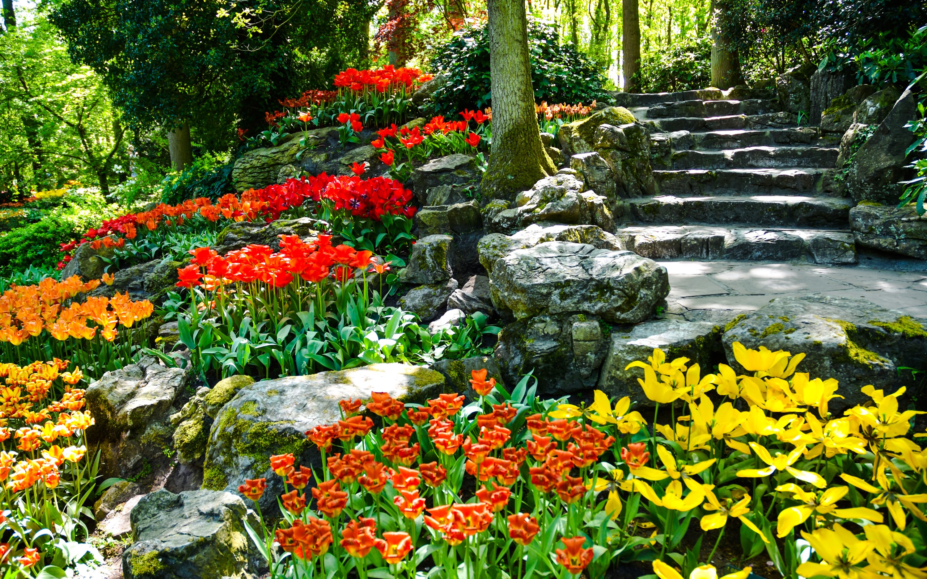 Colorful tulips and stone steps in Keukenhof Gardens, Amsterdam.