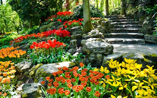 Colorful tulips and stone steps in Keukenhof Gardens, Amsterdam.