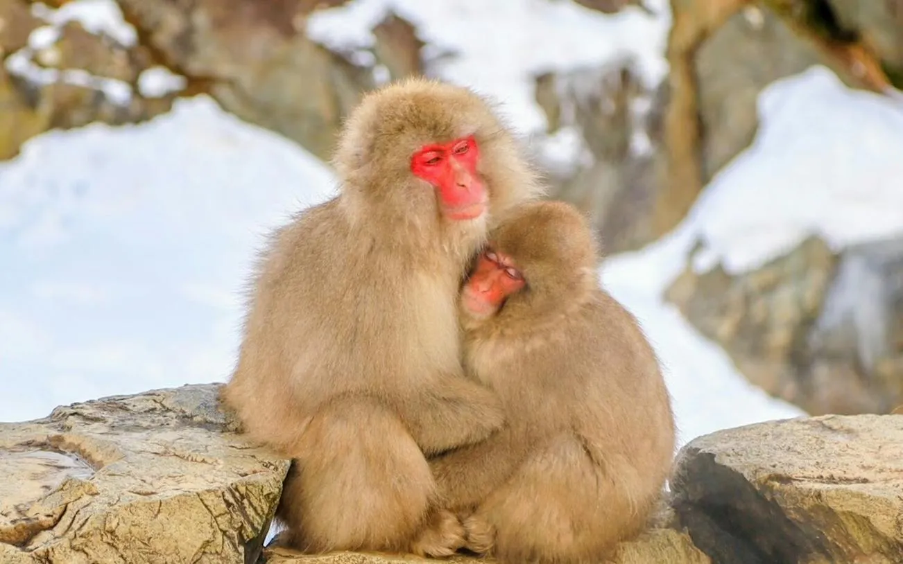 Snow monkeys cuddling at Jigokudani Monkey Park, Nagano, Japan.