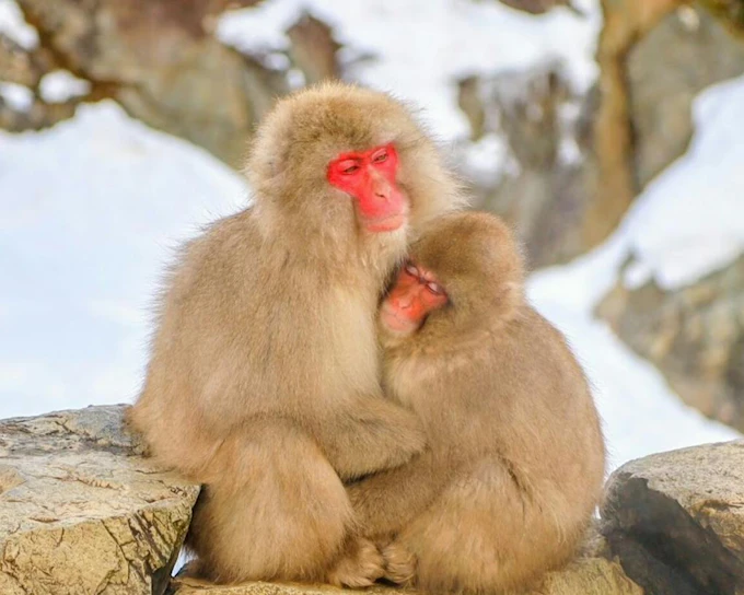 From Tokyo: Jigokudani Monkey Park Day Trip with Local Lunch and Entrance Ticket