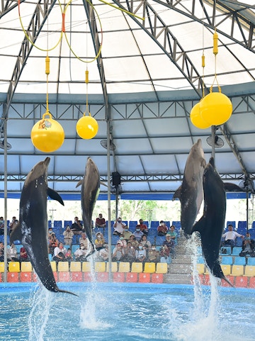 Dolphins performing at Phuket Dolphin Show in Thailand.
