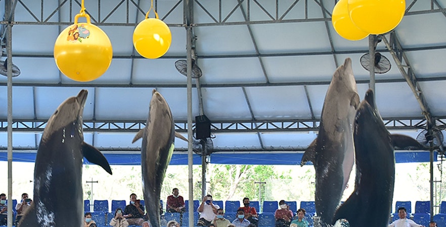 Dolfijnenshow Kaartjes