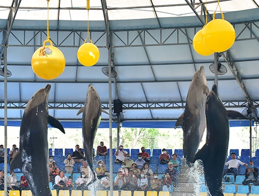 Dolphins performing at Phuket Dolphin Show in Thailand.