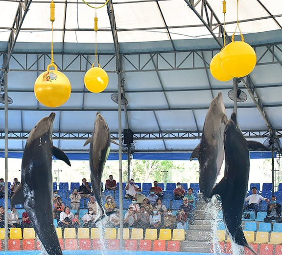 Dolphins performing at Phuket Dolphin Show in Thailand.