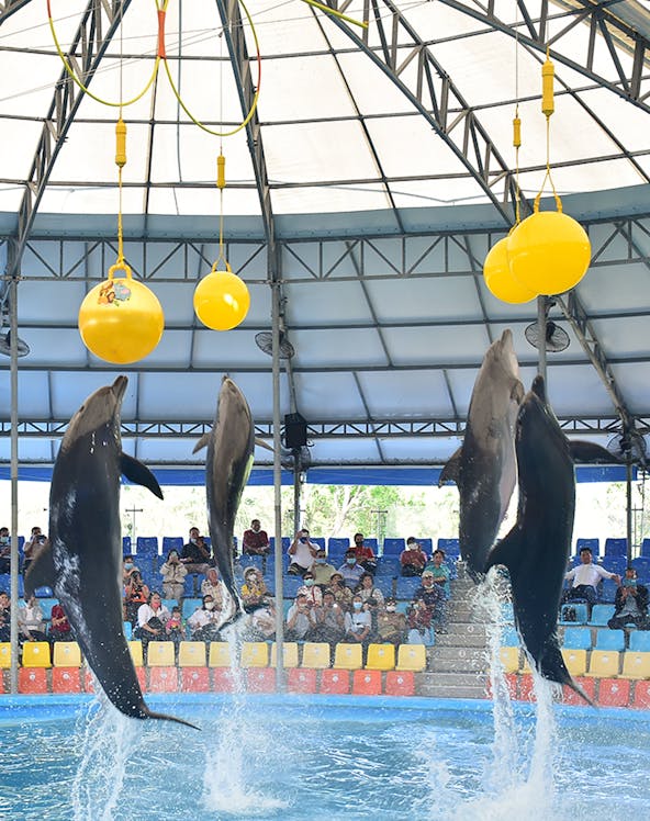 Dolphins performing at Phuket Dolphin Show in Thailand.