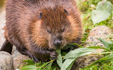 Beaver eating leaves at Ranua Zoo, Rovaniemi.