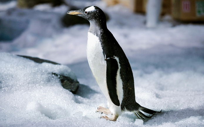 Penguin standing on snow at Sea Life Bangkok.