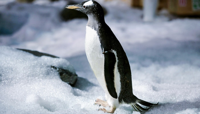 Penguin standing on snow at Sea Life Bangkok.