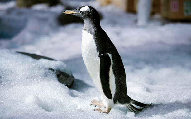 Penguin standing on snow at Sea Life Bangkok.