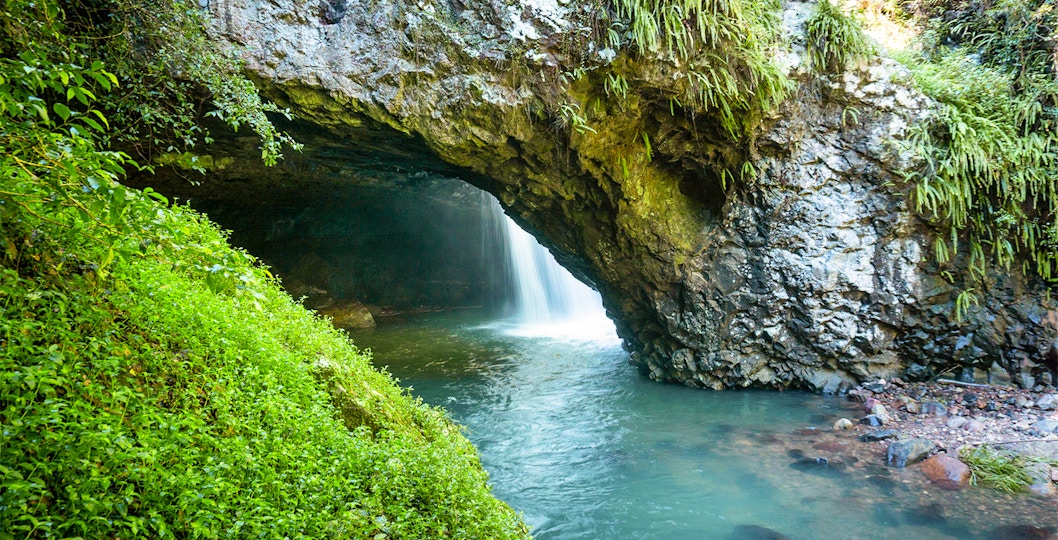 Book Springbrook National Park Tickets 2025 | Australia Day Tours