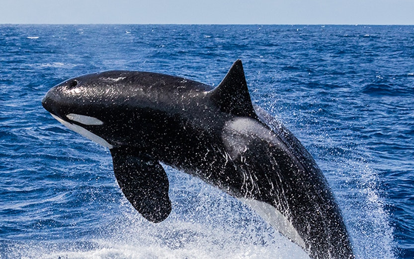 Orca breaching in the ocean during a whale watching tour in Perth.