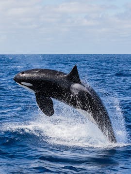 Whale Watching in Perth