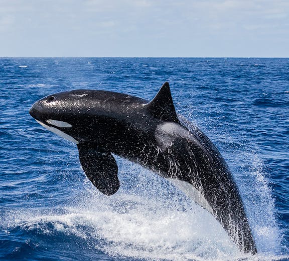 Orca breaching in the ocean during a whale watching tour in Perth.