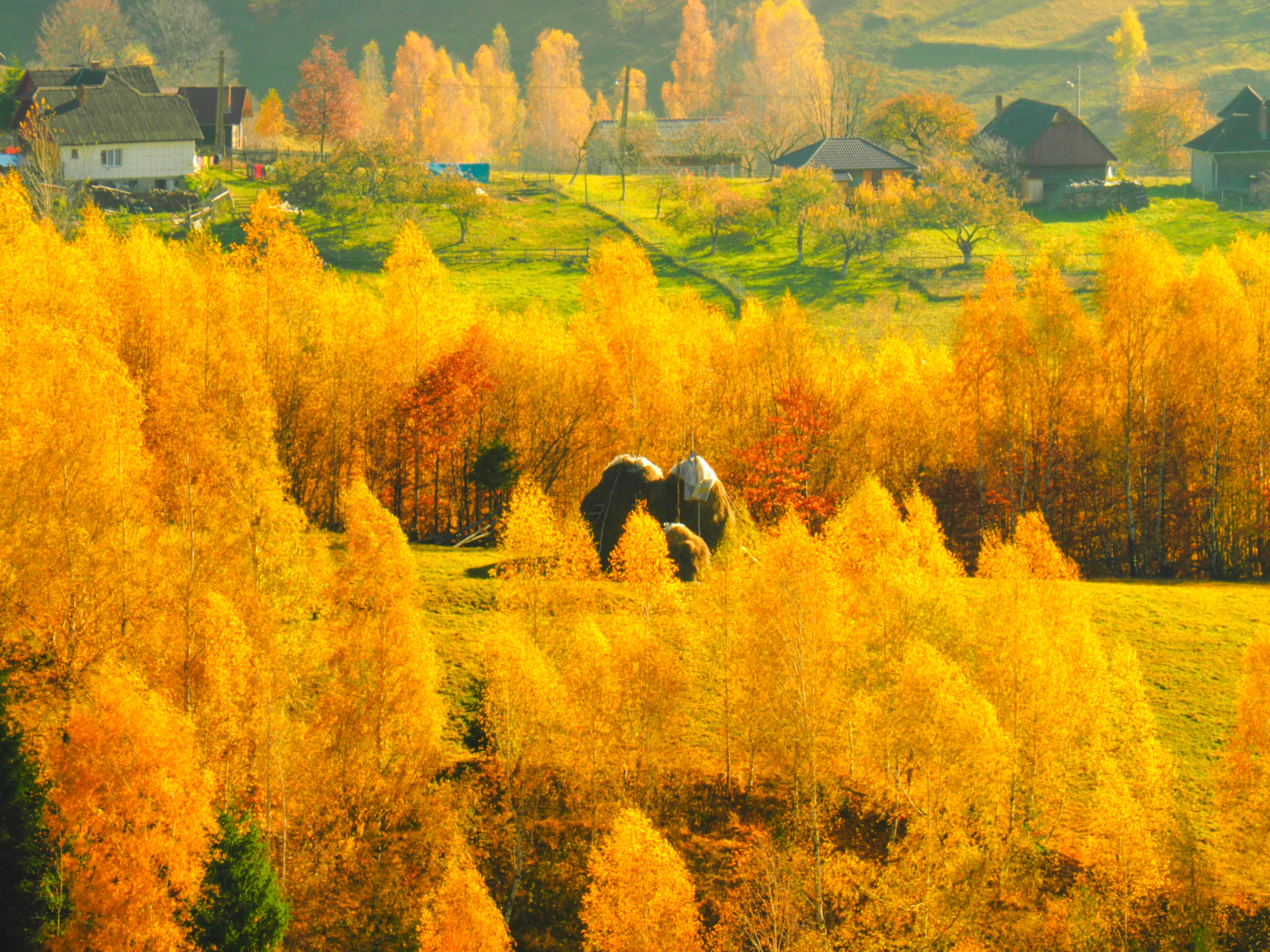 Autumn landscape of Romanian mountain village near Brasov with haystacks and colorful trees.