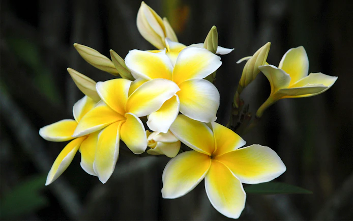 Plumeria flowers at Smiths Family Garden Luau in Hawaii.