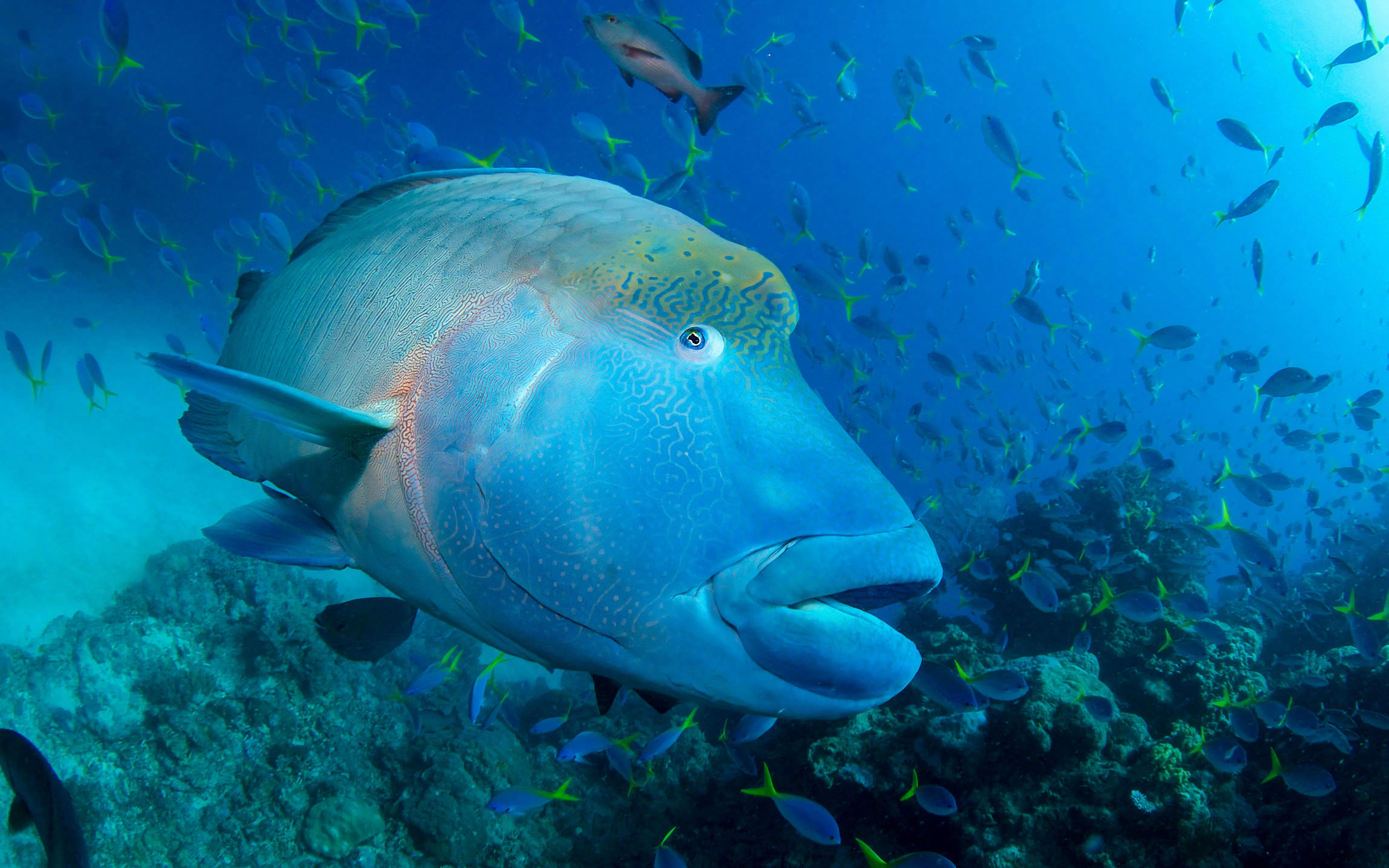Maori wrasse swimming among coral reef fish in clear blue ocean.
