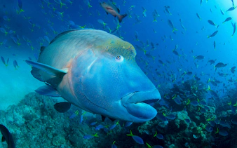 Maori wrasse swimming among coral reef fish in clear blue ocean.