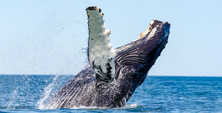 Whale Watching Husavik Tur