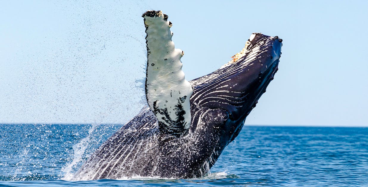 Whale Watching Husavik Tours